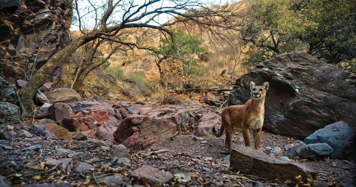 Panthera Puma Director Stands for Texas Mountain Lions Panthera